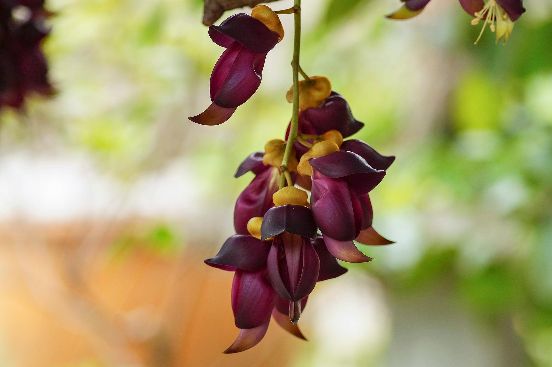 mucuna-pruriens