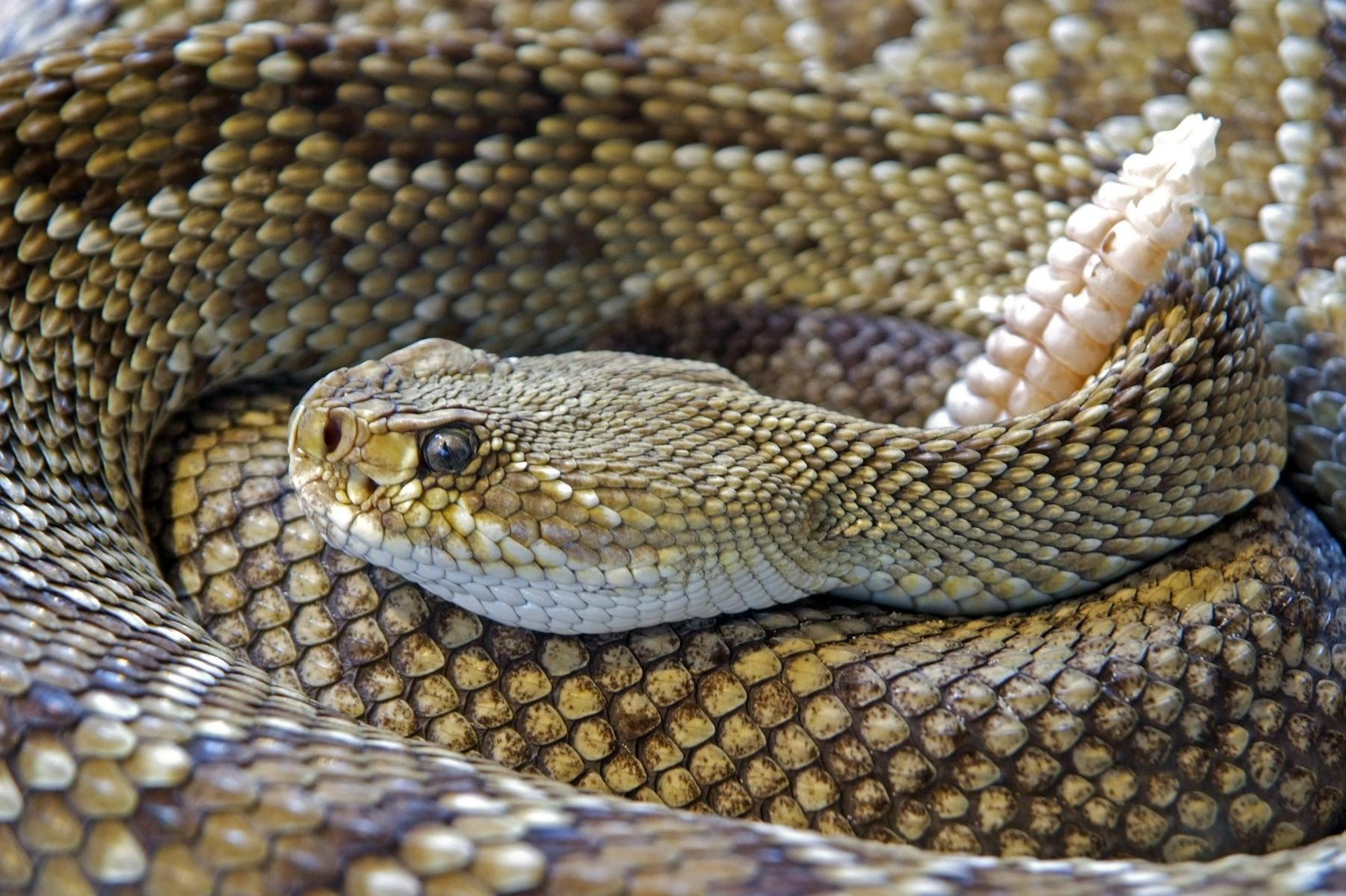 siero-di-vipera