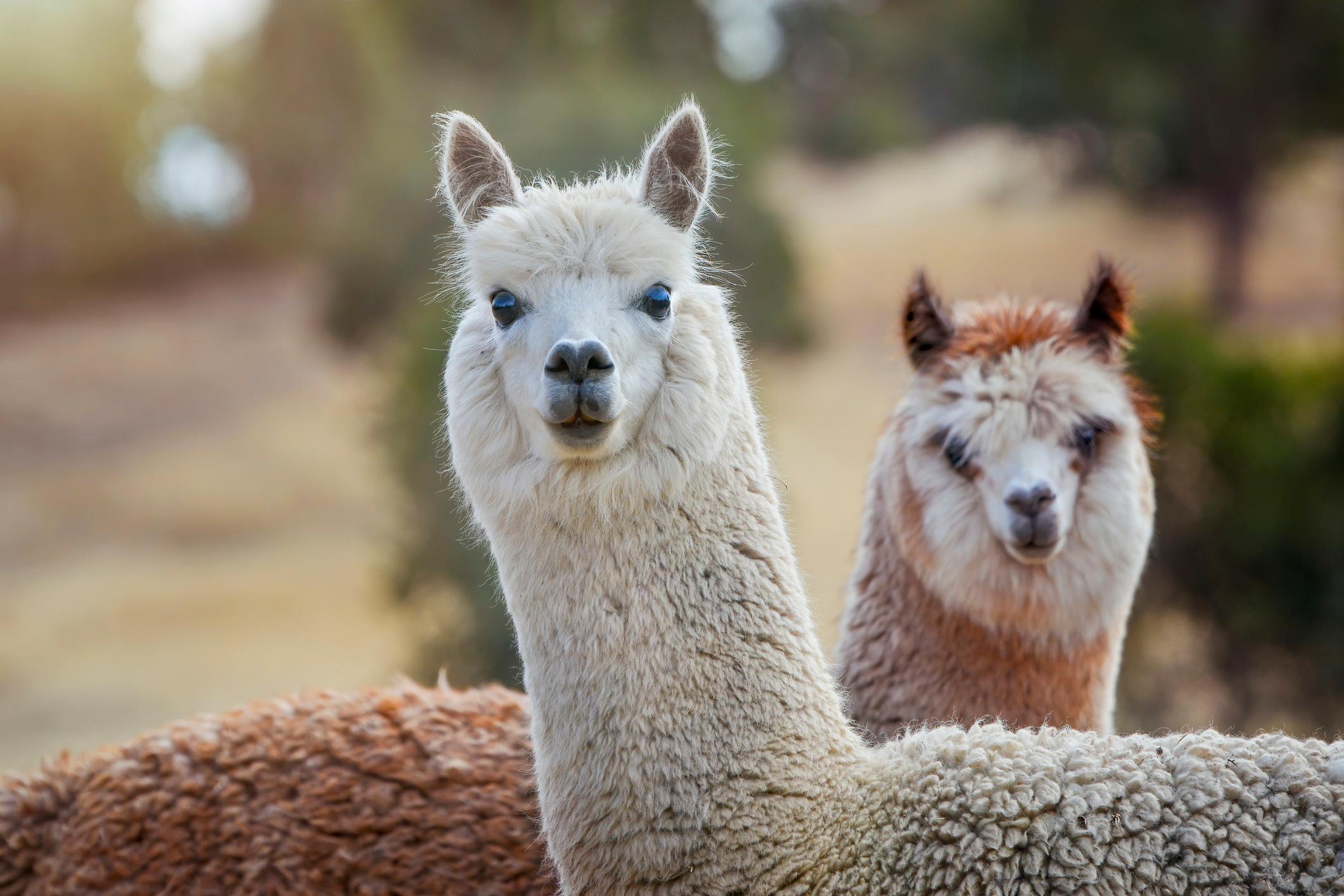 alpaca alpaca