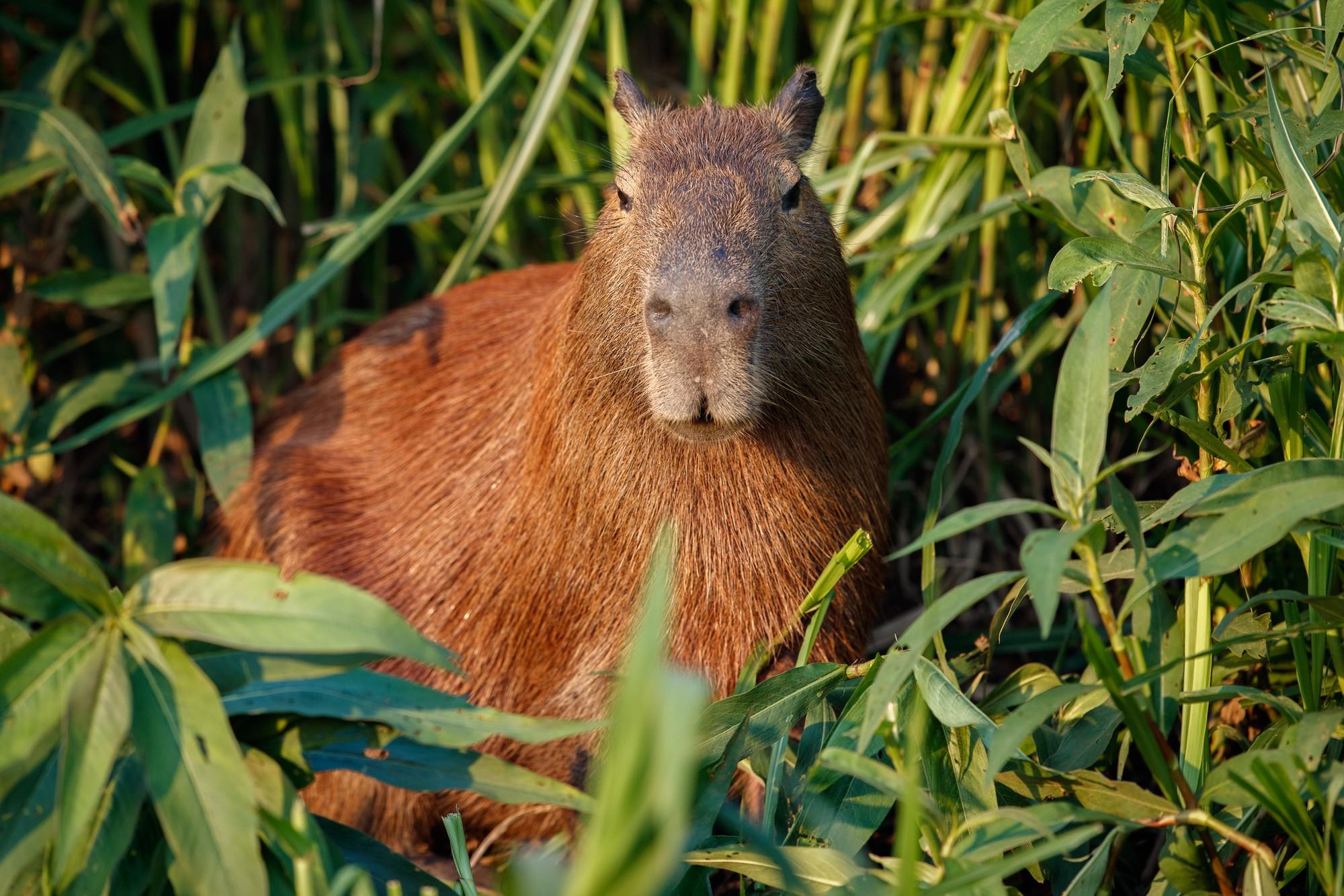 capibara