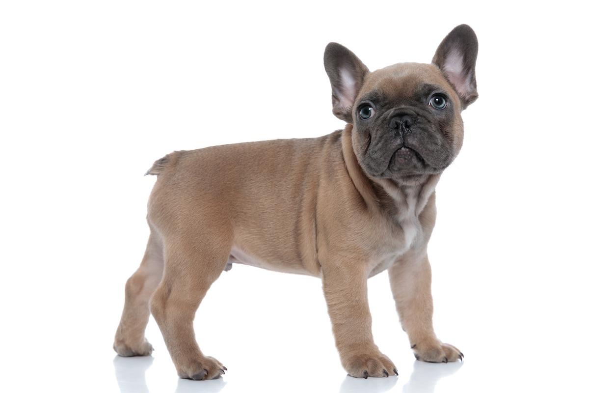 Quali sono le caratteristiche di un bulldog francese?