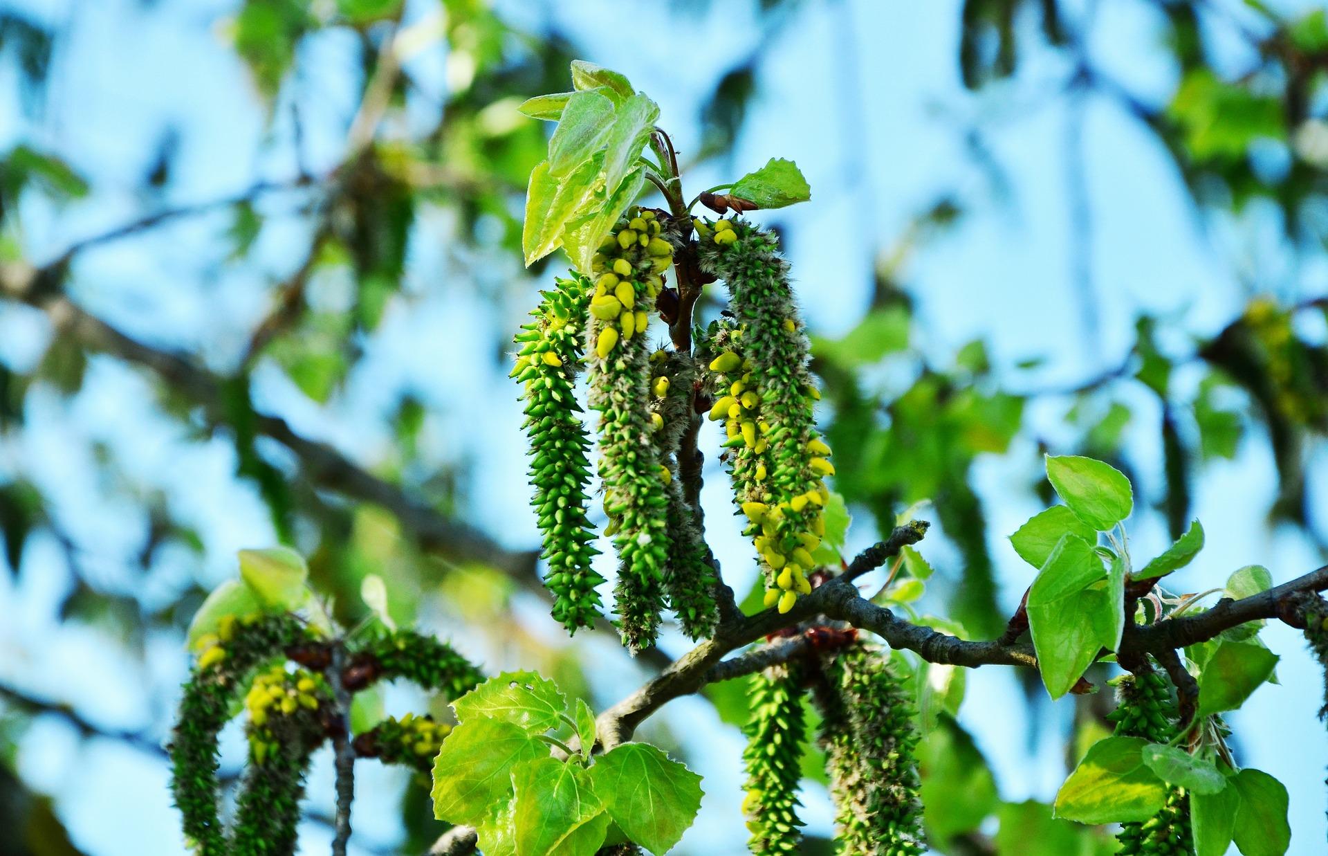 aspen-fiori-di-bach