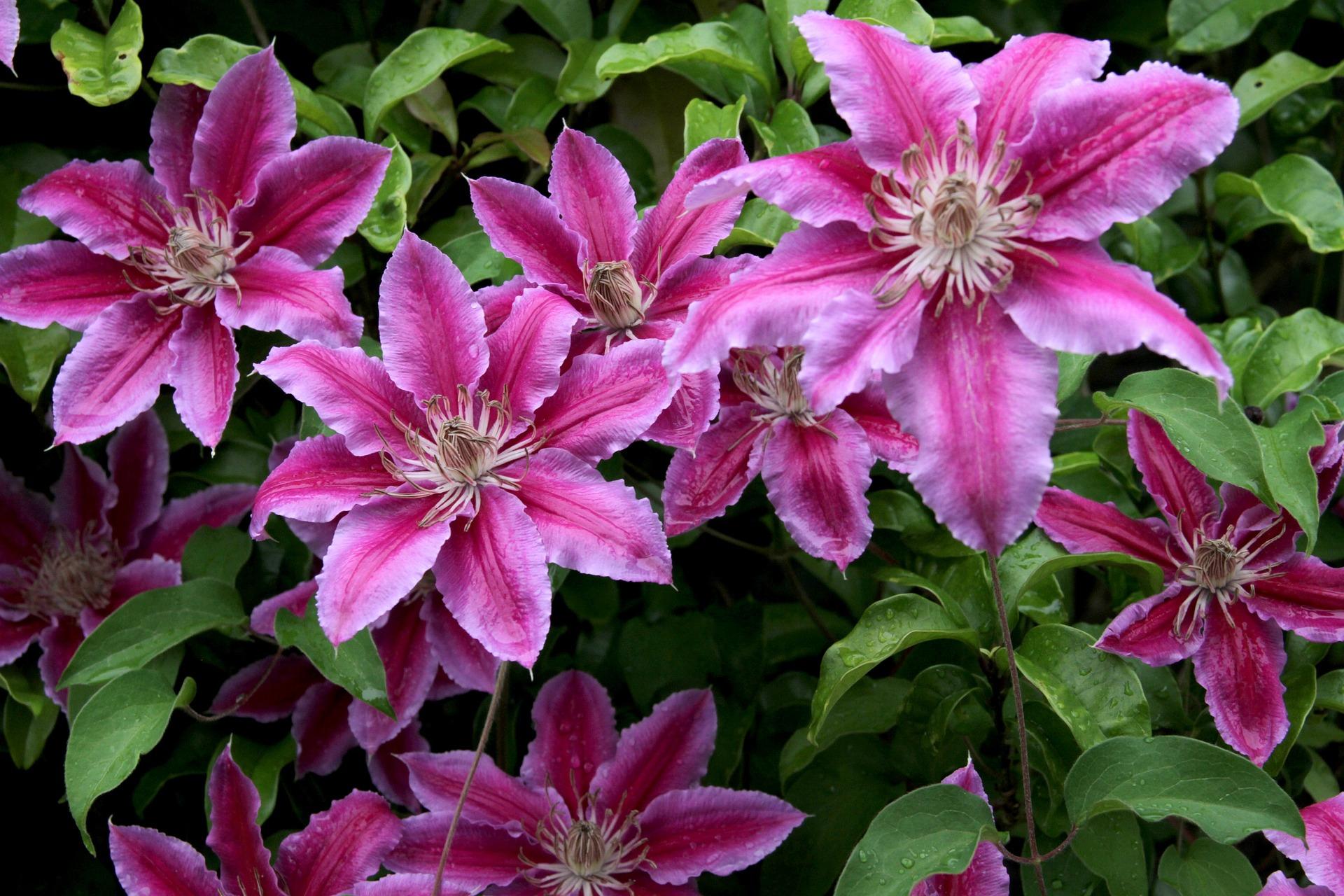 clematis