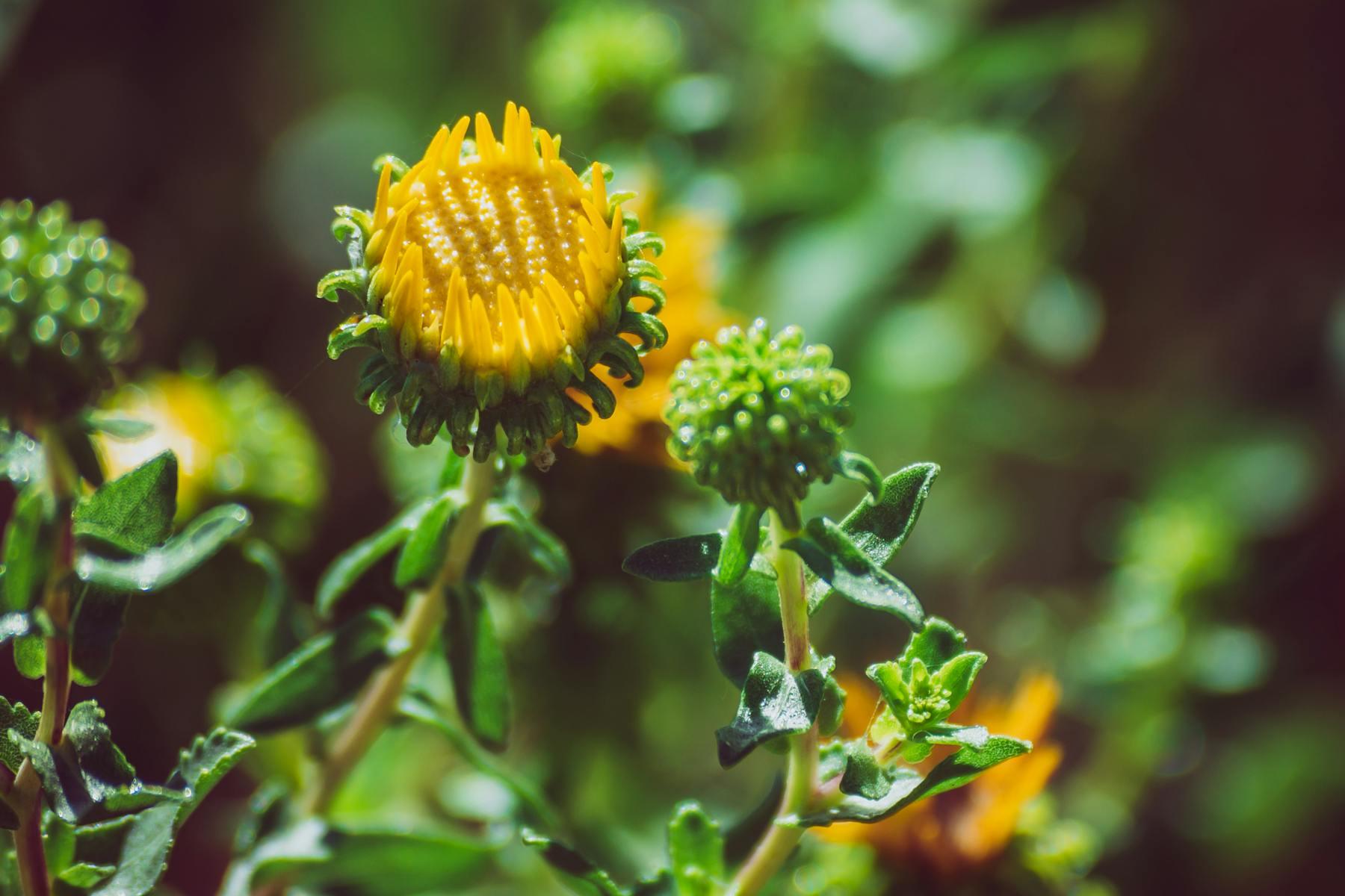 Grindelia