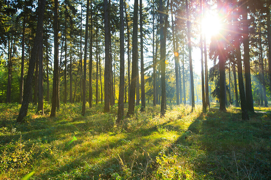 Gli Scienziati Lo Sanno: Ecco Quanti Alberi Piantare E Dove Per ...